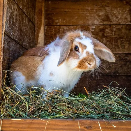 Σπίτι διακοπών Haus Lindbichl