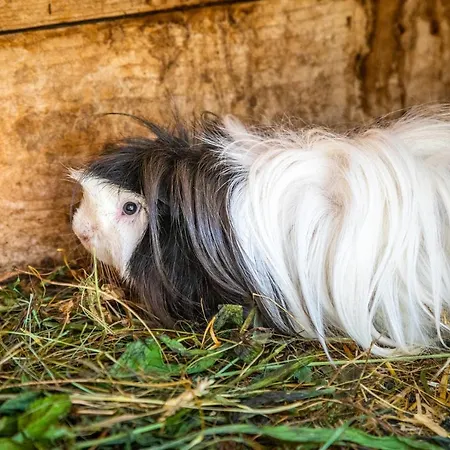 Haus Lindbichl * Sankt Johann im Pongau