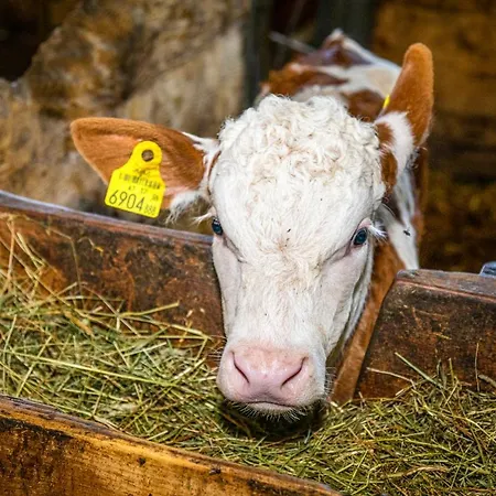 Haus Lindbichl Σπίτι διακοπών