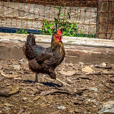 Σπίτι διακοπών Haus Lindbichl *