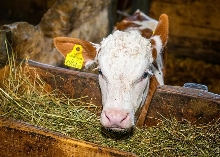 Haus Lindbichl Prázdninový dům